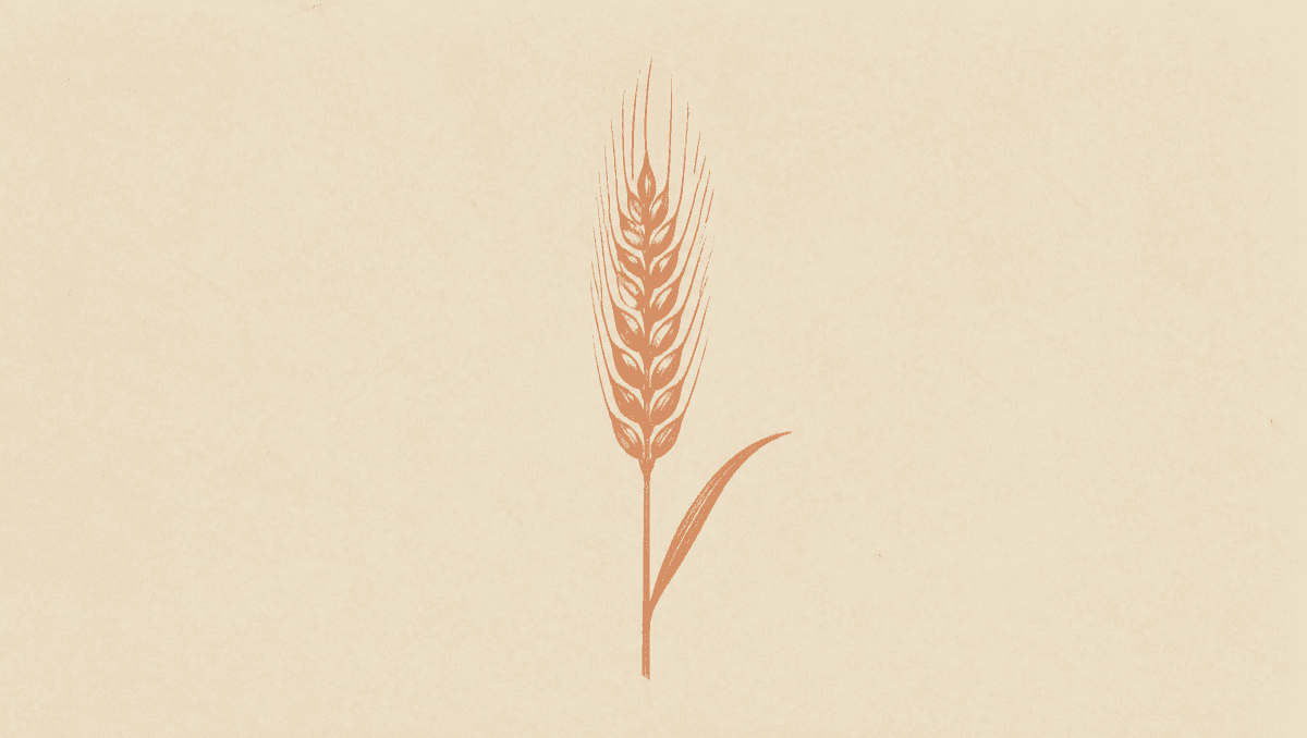 Gluten-Free Is Not a Diagnosis: Celiac Disease vs Non-Celiac Sensitivity